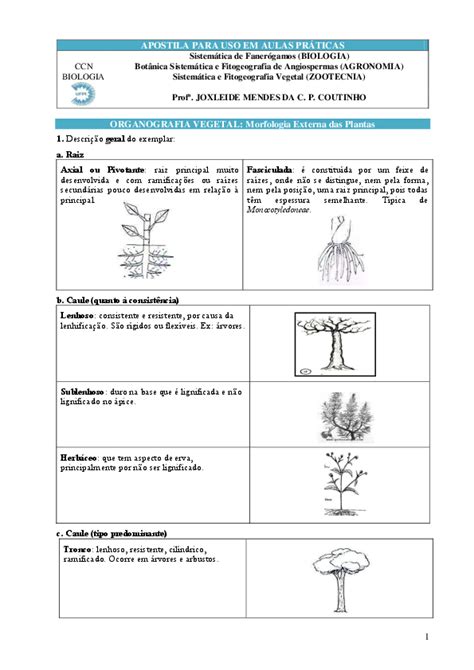 Apostila Para Uso Em Aulas PrÁticas Organografia Vegetal Morfologia Externa Das Plantas