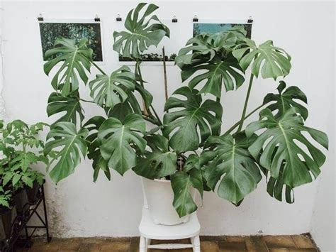 Costela De Ad O Veja Tudo Sobre A Planta E Modelos Lindos Monstera