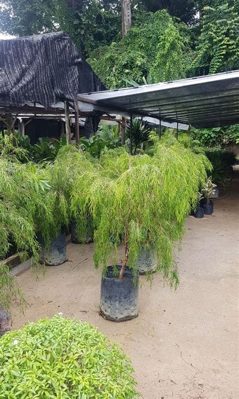 Pokok Bunga Menjalar Tahan Panas 21 Pokok Hiasan Terbaik Di Malaysia