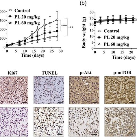 PL Inhibits In Vivo Tumor Xenograft Growth In Athymic Nude Mice A