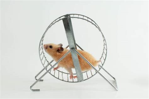 Hamster Laufrad Fotos Imago