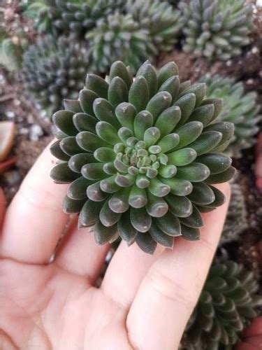 Jade Chinesa Sinocrassula Yunnanensis Orquidario Em Mogi Mirim SP