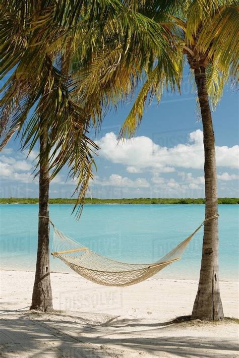 Hammock Between Palm Trees Providenciales Turks And Caicos Islands