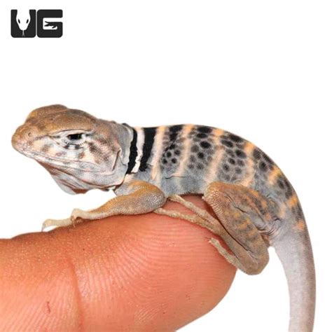 Baby Desert Collared Lizards For Sale Underground Reptiles