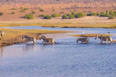 Premium Photo Zebras Crossing Chobe River Glowing Warm Sunset Light