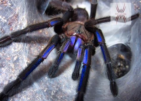 Chilobrachys Sp Electric Blue Thailand Electric Blue Tarantula