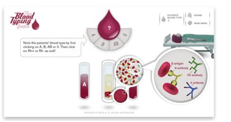 The Blood Typing Game | The Science Game Center