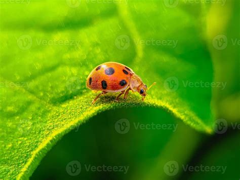 Ladybug on the green leaf 9388846 Stock Photo at Vecteezy