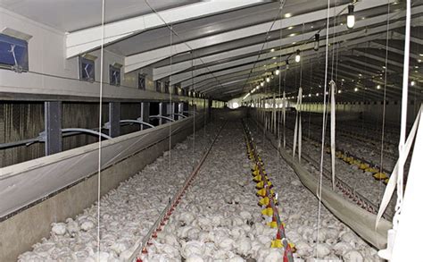 The Key To Running A Top Broiler Business Farmers Weekly