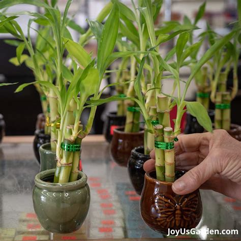 Lucky Bamboo Care: A Unique Houseplant