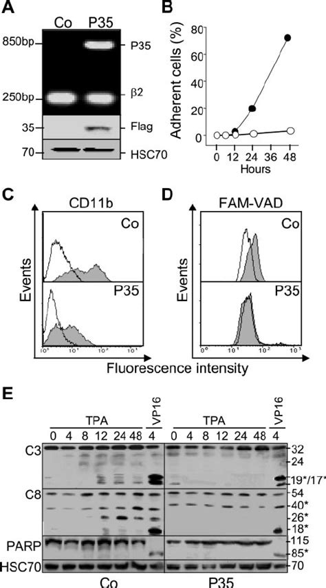 The Broad Spectrum Caspase Inhibitor P35 Prevents TPA Induced