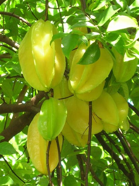 Carambola - Richard Lyons Nursery, Inc.