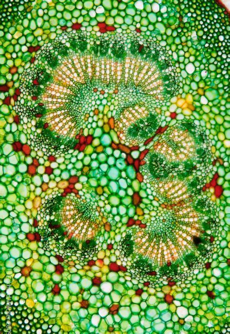 144 best algae images in 2019 | Seaweed, Botanical drawings, Botanical ...