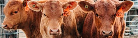 Cattle Implanting Guidelines