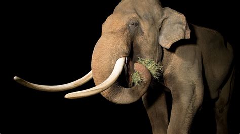 Asian elephant, facts and information