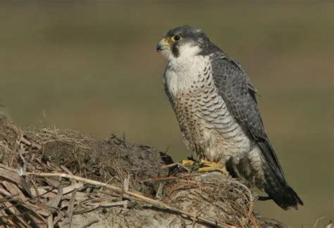 Peregrine Falcon Facts For Kids | Peregrine Falcon Diet & Habitat