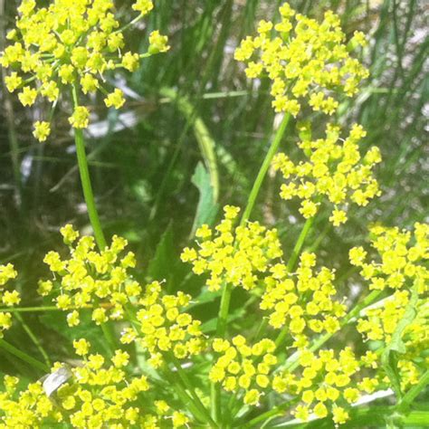 Wild Parsnip Project Noah