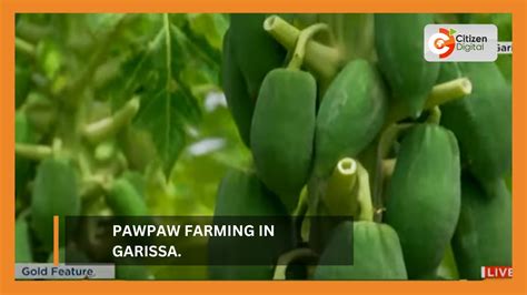 KENYA S GOLD Pawpaw Farming In Garissa YouTube