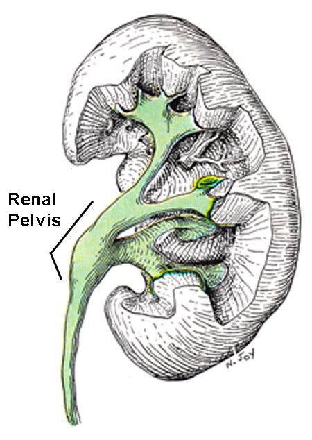 What is the renal pelvis? | Homework.Study.com