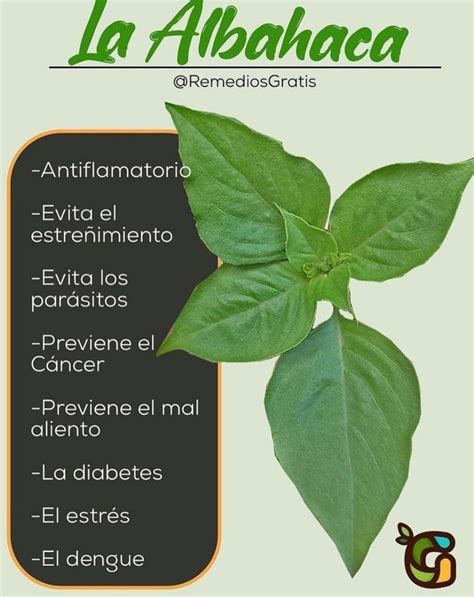 Propiedades Usos Y Beneficios De La Salvia Artofit