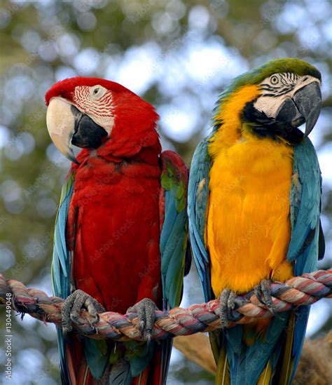 Blue and yellow macaw and a Scarlet macaw Stock Photo | Adobe Stock