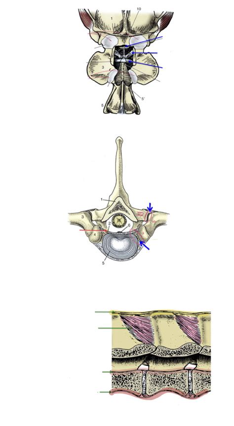 Vertebral Column Joints And Ligaments Diagram Quizlet