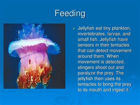 PPT - JELLYFISH PowerPoint Presentation, free download - ID:5149695