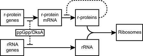 Direct Regulation Of Escherichia Coli Ribosomal Protein Promoters By The Transcription Factors