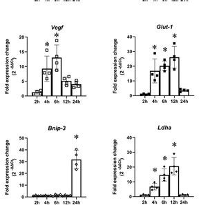 Gene Expression In PC12 Cells Subjected To Oxygen Glucose Deprivation