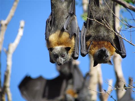 Grey Headed Flying Foxes Sutherland Shire Council