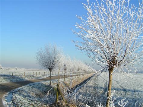 Kostenlose Foto Landschaft Baum Natur Ast Schnee Kalt Winter