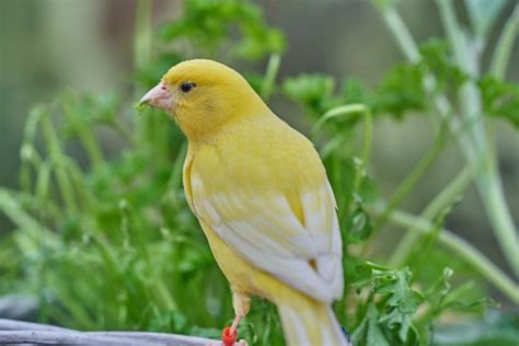 Burung Kenari Taksonomi Ciri Karakteristik Habitat Jenis Makanan