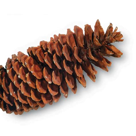 Bulk Sugar Pine Cones | 100% USA Sustainably Sourced - Branches and More