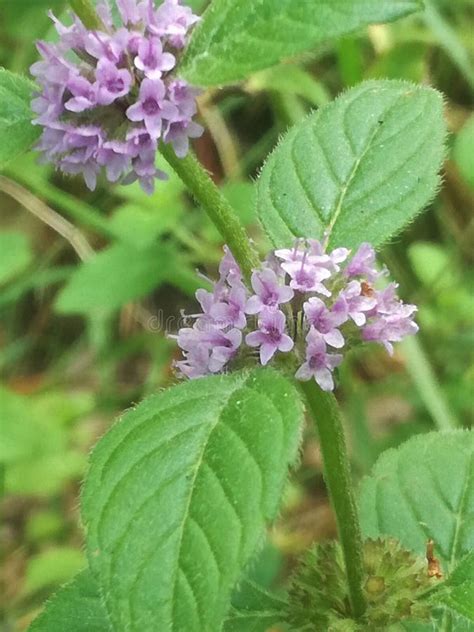 Mentha Arvensis Stock Image Image Of Arvensis Nature 255551757