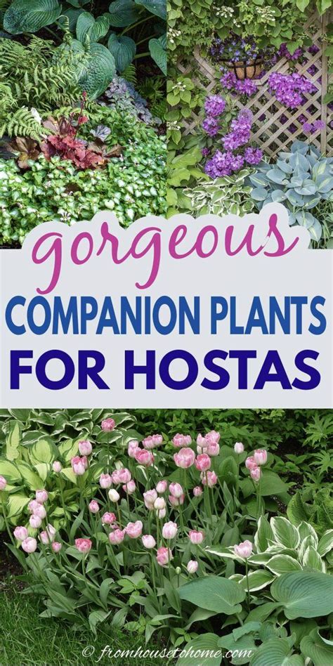 Hosta Companion Plants What To Plant With Hostas Shade Garden