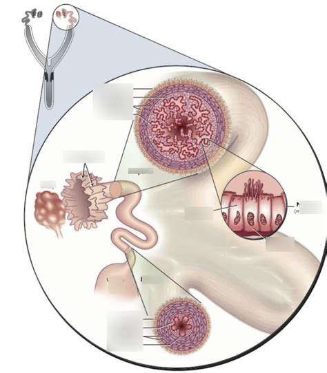 Oviduct Structure Diagram | Quizlet