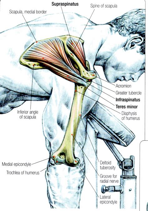 Rotator Cuff Diagram