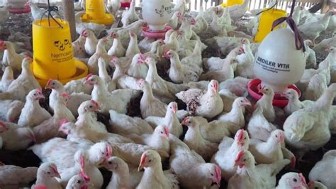 Cara Menentukan Ukuran Luas Kandang Ayam