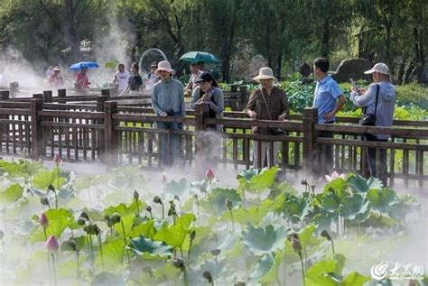 滕州13萬畝野生紅荷競相怒放迎來暑期旅遊熱 楠木軒