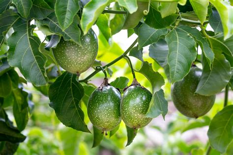 Green Fruit on Tree · Free Stock Photo