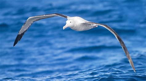 We are the albatrosses around their necks: human impacts threaten ...