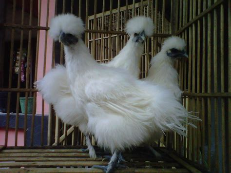 Toko Online Jual Ayam Hias Ayam Hias Silky Kapas