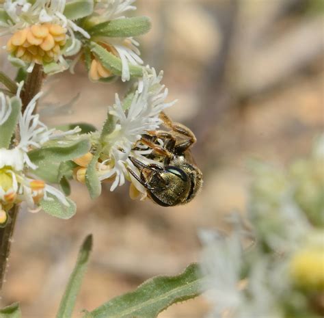 Halictus Seladonia Gemmeus Female Villeneuve Flickr