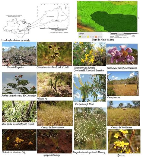 A área de estudo e as fitofisionomias Cerrado Rupestre e Campinaranas