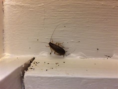 german cockroach infestation - Spotlight Pest Control