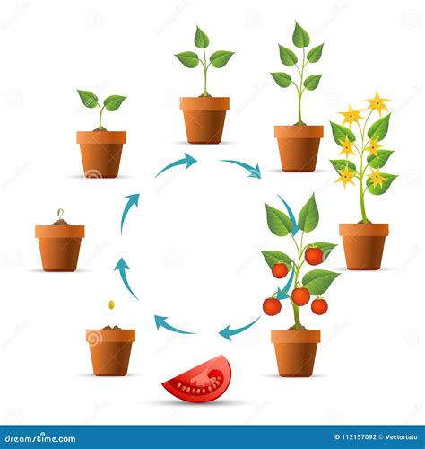 Tomato plant growth stages stock vector. Illustration of natural