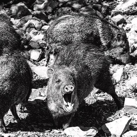 Javelina Collared Peccary 001057 Photograph By Renny Spencer In 2021