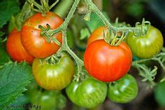 Ideias De Variedades De Tomates Tomate Tipos De Tomate Sopa De