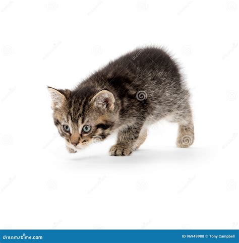 Gatito Lindo Del Gato Atigrado Que Acecha En Blanco Foto De Archivo