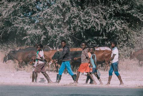 Niños Namibianos Sucios Y Pobres Que Alzan Vacas Foto de archivo